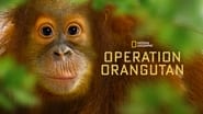 Mission orangs-outans wallpaper 