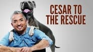 SOS César  