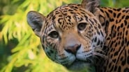 72 animaux dangereux en Amérique latine season 1 episode 1