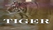 Predators of the Wild: Tiger wallpaper 