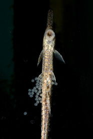 poster SAD WORKER GOES FISHING AND LIKES IT?!?