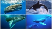 Whales: An Unforgettable Journey wallpaper 