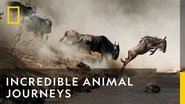 Backdrop of Incredible Animal Journeys image size 1920x1080