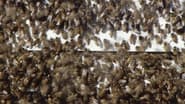 La Vengeance des abeilles sauvages wallpaper 