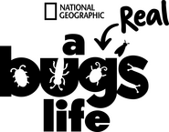 Logo of A Real Bug's Life image size 1640x1284