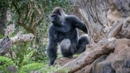 Gorillas: Rumble in the Jungle wallpaper 