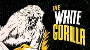 The White Gorilla wallpaper 