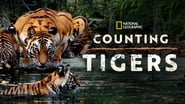 Counting Tigers wallpaper 