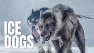 Backdrop of Ice Dogs: The Only Companions Worth Having image size 3840x2160