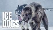 Ice Dogs: The Only Companions Worth Having wallpaper 