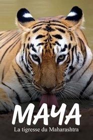 poster Maya, la tigresse du Maharashtra