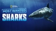 Backdrop of Most Wanted Sharks image size 3840x2160