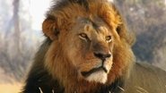 Cecil: The Legacy of a King wallpaper 