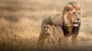 Cat Wars: Lion vs. Cheetah wallpaper 