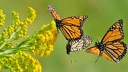 Beauty on the Wing: Life Story of the Monarch Butterfly wallpaper 