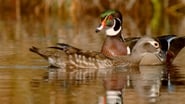 PBS Nature - An Original DUCKumentary wallpaper 