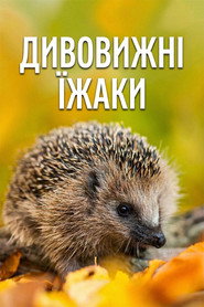 poster Year of the Hedgehog