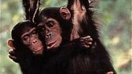 Among the Wild Chimpanzees wallpaper 