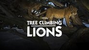 Backdrop of Tree Climbing Lions image size 1920x1080