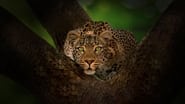 Jade Eyed Leopard wallpaper 