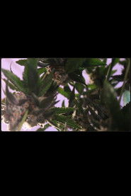 Experimental Documentary: Farmingish