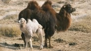 L'Histoire du chameau qui pleure wallpaper 