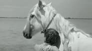 Crin blanc: Le cheval sauvage wallpaper 