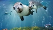 Sea Lions: Life By a Whisker wallpaper 