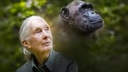 Rescued Chimpanzees of the Congo with Jane Goodall  