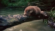 Tarka the Otter wallpaper 