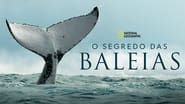 Les Secrets des Baleines  