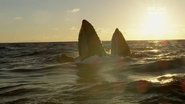 Ireland's Deep Atlantic  