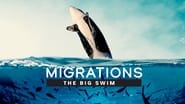 Migrations: The Big Swim wallpaper 