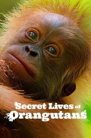poster Secret Lives of Orangutans