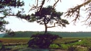 Jasper Beach and The Salt Marsh wallpaper 