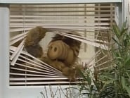 Alf season 1 episode 1