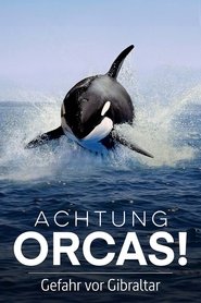poster Watch Out for Orcas! Danger Off Gibraltar?