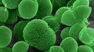 Résistance aux antibiotiques : À la recherche de nouvelles molécules wallpaper 