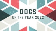 Backdrop of Dogs of the Year image size 3840x2160