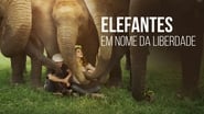 Love & Bananas: An Elephant Story wallpaper 