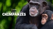 Rencontre avec les Chimpanzés  