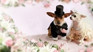 Le Chihuahua de Beverly Hills 2 wallpaper 