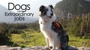 Backdrop of Dogs with Extraordinary Jobs image size 1920x1080