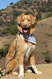 Photo of Indy image size 735x1103