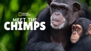 Rencontre avec les Chimpanzés  