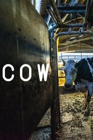 poster Cow