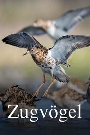 poster Zugvögel - Ein Jahr vergeht im Flug