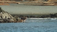 Bienvenue sur l'île des loups  