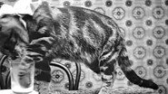 Le Déjeuner de Minet wallpaper 