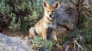 Yellowstone : Nature extrême  